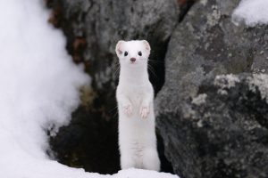 エゾオコジョ　雪の妖精